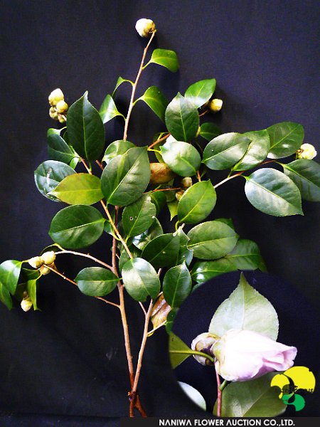 Camellia japonica Akebono.jpg